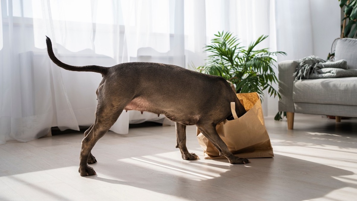 Pourquoi votre chien met-il sa tête dans les sacs de courses quand vous rentrez ?