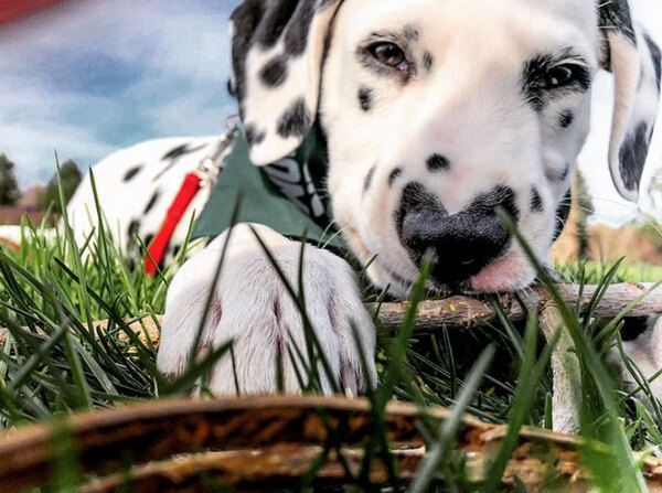 Rencontrez Wiley, un adorable chien dalmatien avec un cœur sur le museau