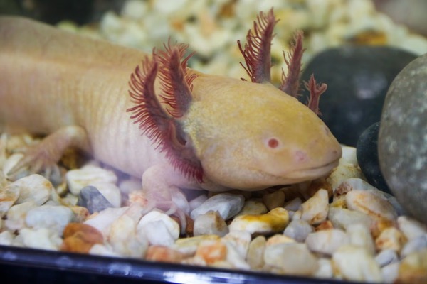 Salamandre : les faits les plus fascinants et incroyables concernant ce célèbre amphibien