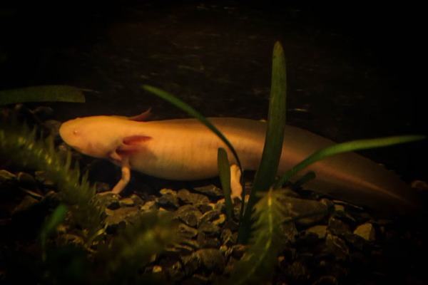 Salamandre : les faits les plus fascinants et incroyables concernant ce célèbre amphibien
