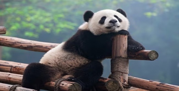 Saviez-vous que le panda géant est carnivore ? Les faits surprenants sur ces animaux