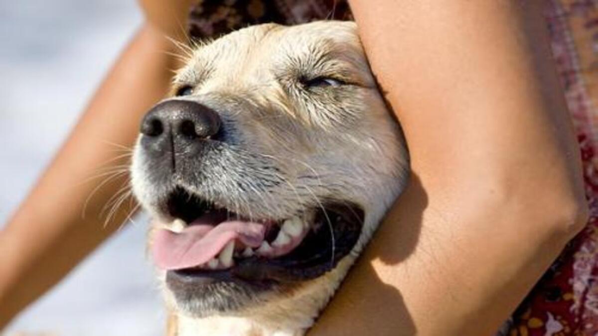 Soyez attentif à ces signes que les chiens donnent lorsqu’ils se sentent en danger