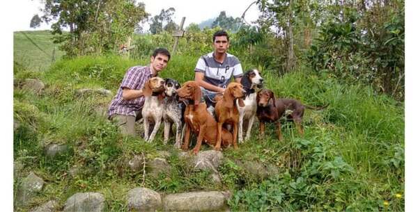 Tout savoir sur la seule race de chien colombienne qui existe depuis 2 siècles
