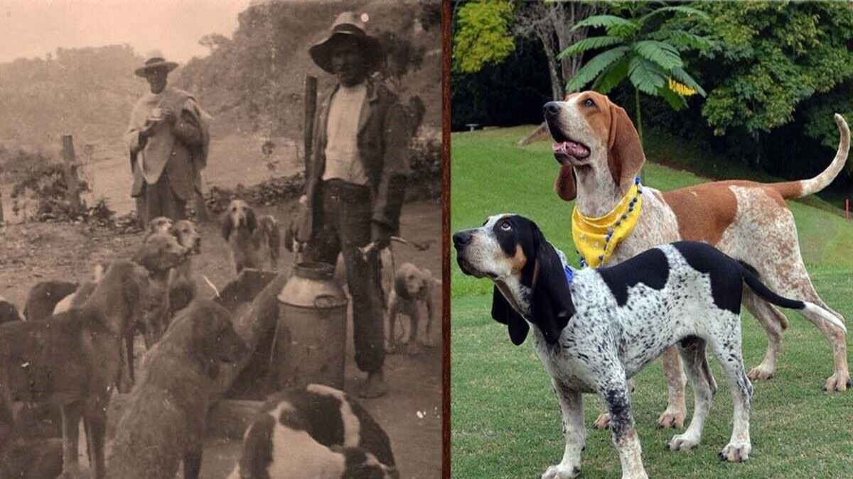 Tout savoir sur la seule race de chien colombienne qui existe depuis 2 siècles