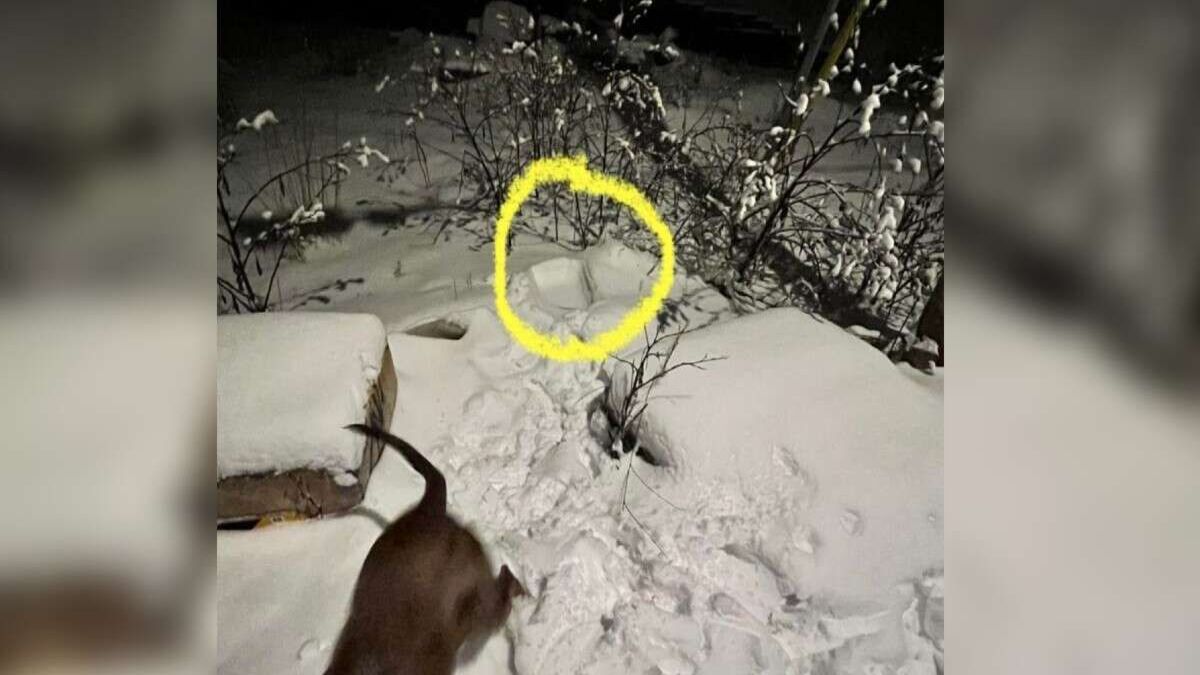Un chien fait une découverte impensable sous la neige et appelle à l’aide sa propriétaire