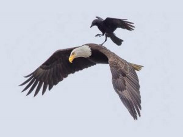 Un corbeau a été aperçu sur le dos d'un aigle en plein vol, une scène incroyable
