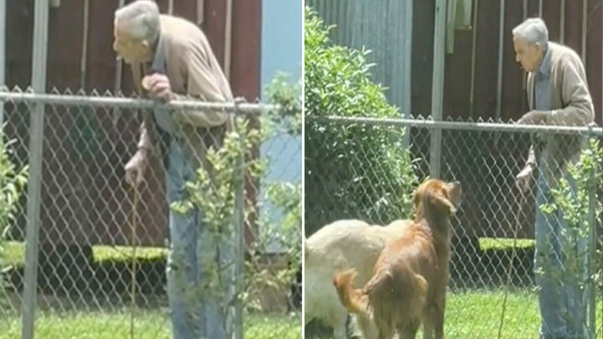 Un homme de 94 ans est filmé à la clôture du voisin, ce qu’il fait avec les chiens est incroyable !