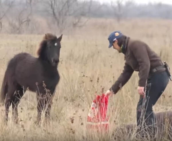 Un homme libère un cheval enchaîné, sans savoir qu'il allait recevoir le remerciement de sa vie