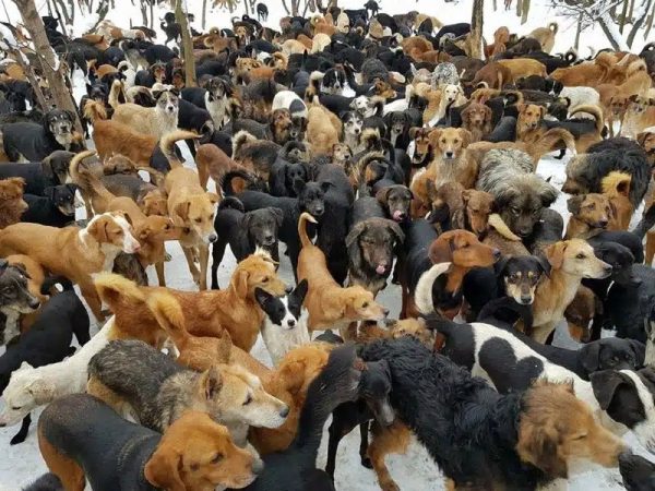 Un homme s’occupe de plus de 750 chiens dont personne ne voulait