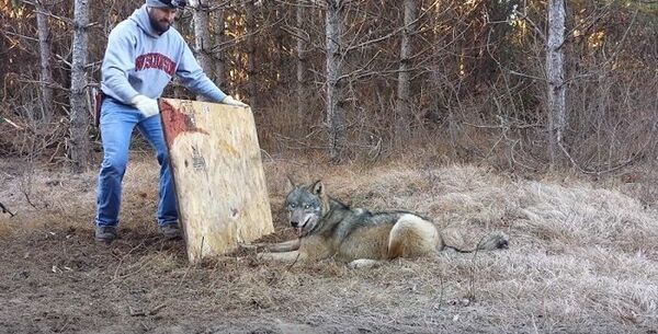 Ce chasseur vérifie ses pièges lorsqu'il doit tout à coup faire face à un loup sauvage, il panique 