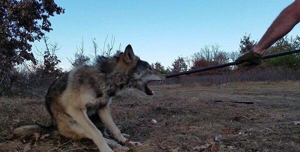 Ce chasseur vérifie ses pièges lorsqu'il doit tout à coup faire face à un loup sauvage, il panique 