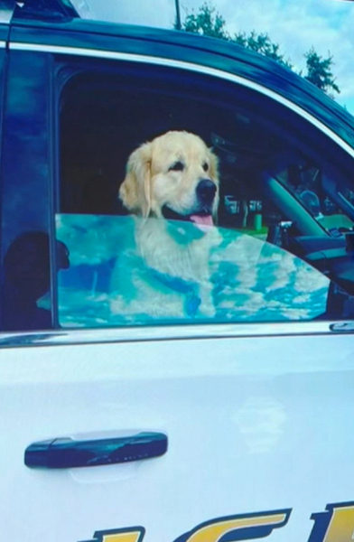 Un homme vole sa voiture avec son chien dedans, une histoire qui va la marquer à vie