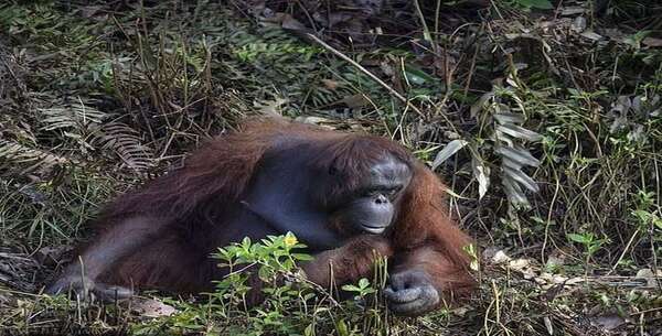 Un orang-outan s'approche de l'homme et lui propose de l'aide, mais l'homme a dû la refuser