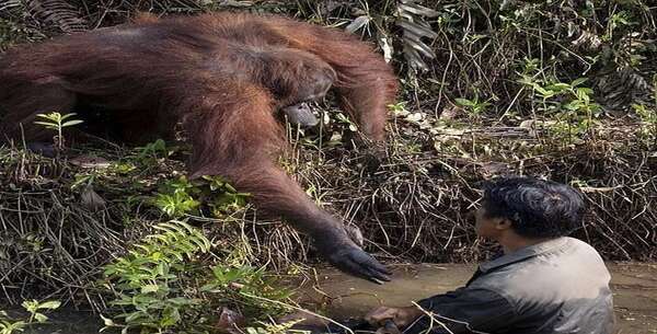 Un orang-outan s'approche de l'homme et lui propose de l'aide, mais l'homme a dû la refuser