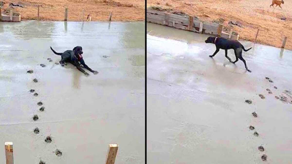 Ce chien détruit le travail d'un ouvrier, sa drôle de réaction fait sensation sur la Toile