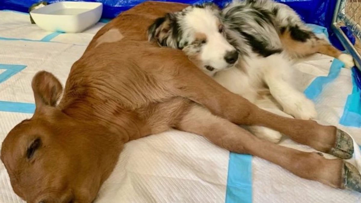 Un veau sauvé d’un abattoir et un chien deviennent les meilleurs amis au monde