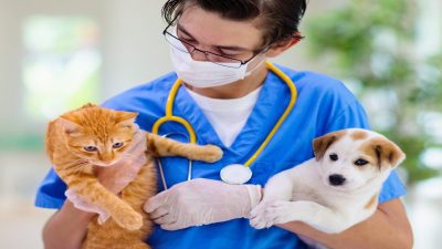 Un vétérinaire révèle le meilleur type d'alimentation pour les chiens et les chats