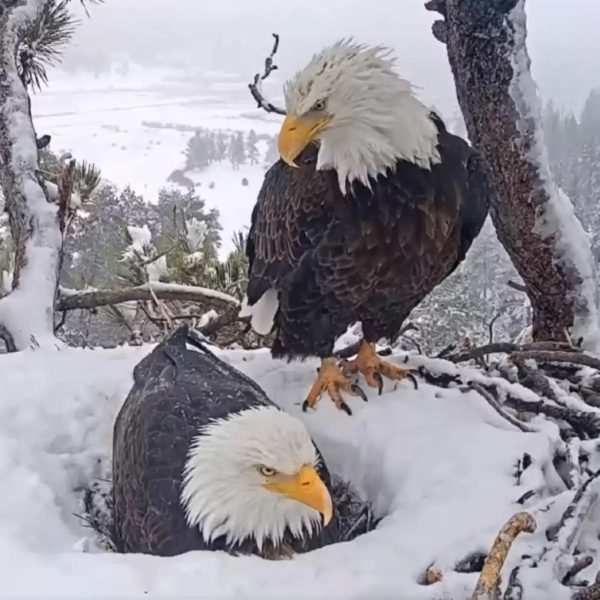 Une caméra surprend un aigle en train de faire tout ce qu'il peut pour plaire à sa compagne