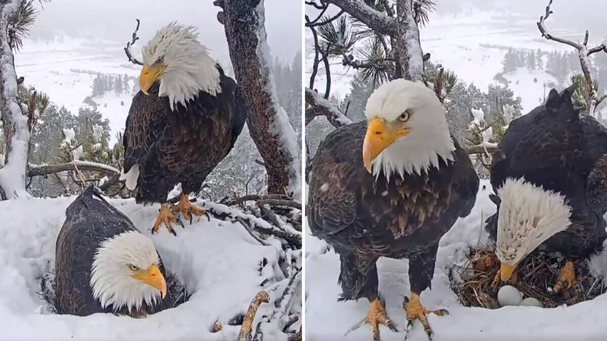 Une caméra surprend un aigle en train de faire tout ce qu'il peut pour plaire à sa compagne