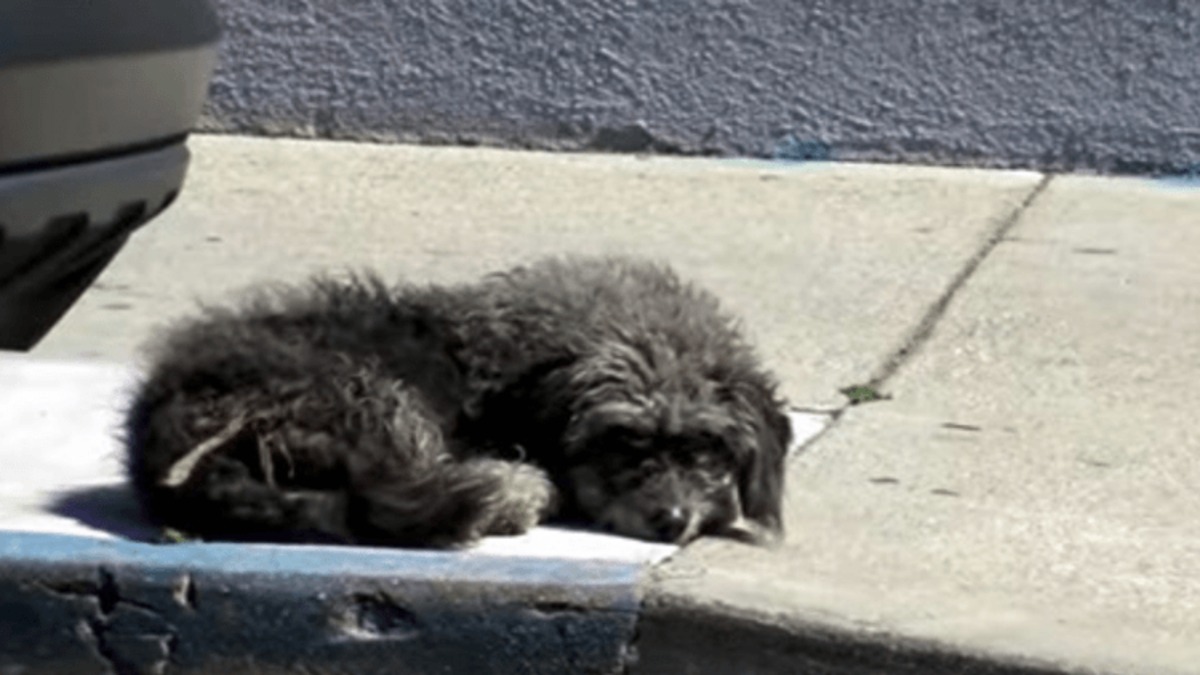 Une chienne abandonnée dormait sur le trottoir en attendant que quelqu'un la sauve