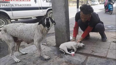 Une chienne aboie désespérément, elle appelle à l’aide pour son chiot blessé