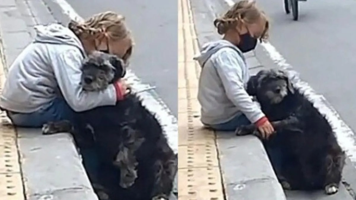 Une chienne attend l’enfant de la famille à la porte de l’école tous les jours