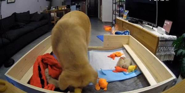 Une chienne Golden Retriever console ses chiots en larmes et leur apporte leurs jouets préférés