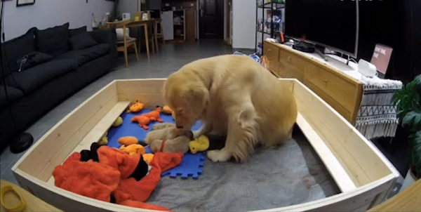 Une chienne Golden Retriever console ses chiots en larmes et leur apporte leurs jouets préférés