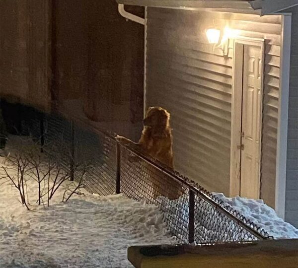 Une chienne surmonte sa peur de la neige pour rendre visite à son meilleur ami