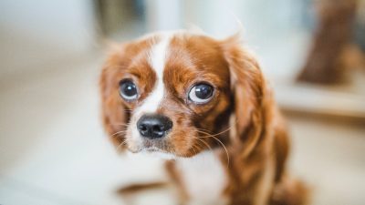 Voici les 5 choses que les chiens détestent chez les humains, selon une étude
