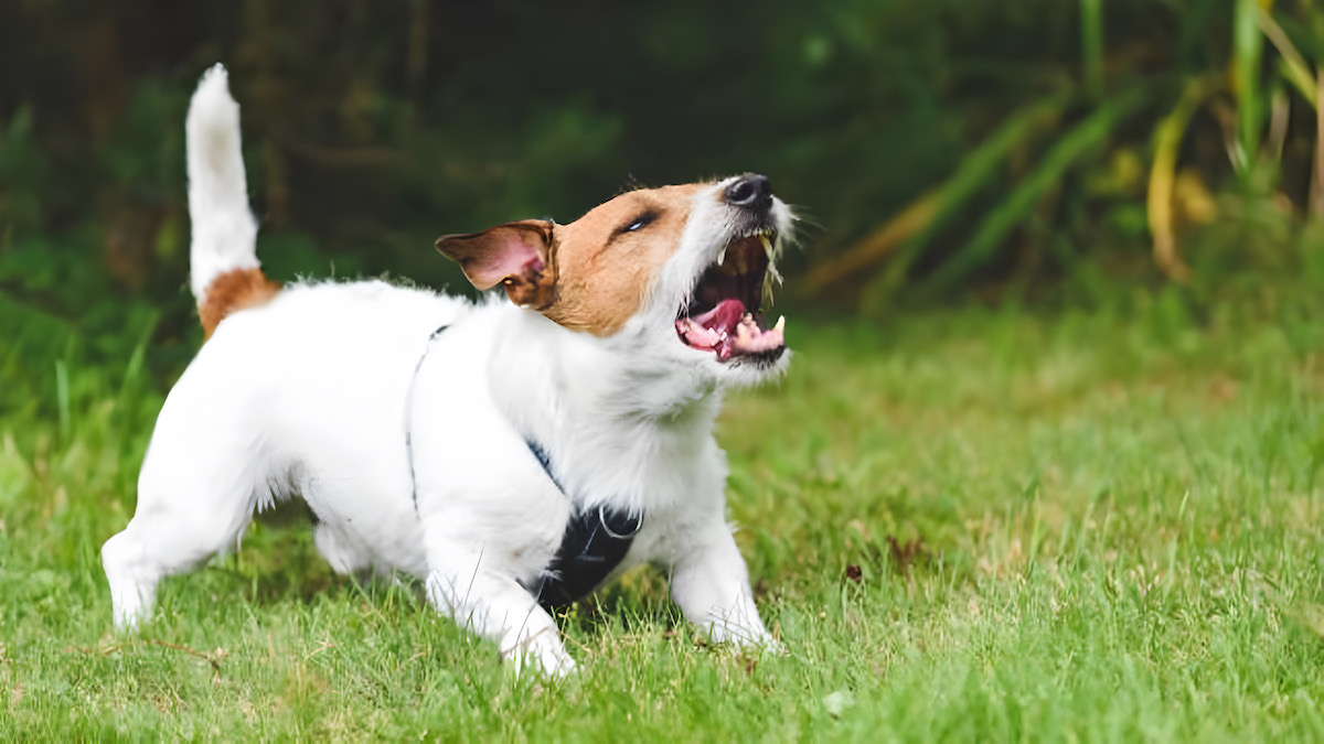 Voici les 7 races de chiens les plus bruyantes