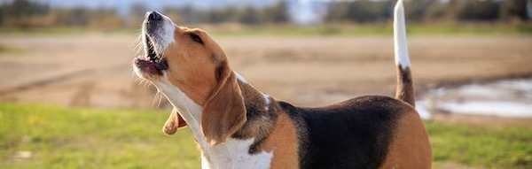 Voici les 7 races de chiens les plus bruyantes