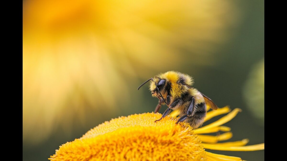 Voici pourquoi certaines abeilles sont expulsées de la colonie : un rituel très curieux