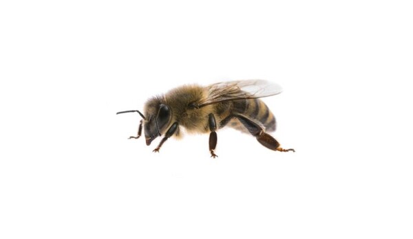 Voici pourquoi certaines abeilles sont expulsées de la colonie : un rituel très curieux