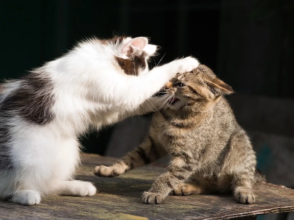 Vos chats jouent ou se battent ? Les experts révèlent la clé pour différencier ces comportements