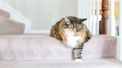 Les symptômes de l'arthrose chez le chat à absolument connaître