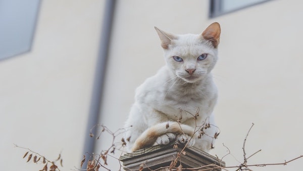 7 choses que votre chat déteste et que vous ne saviez probablement pas