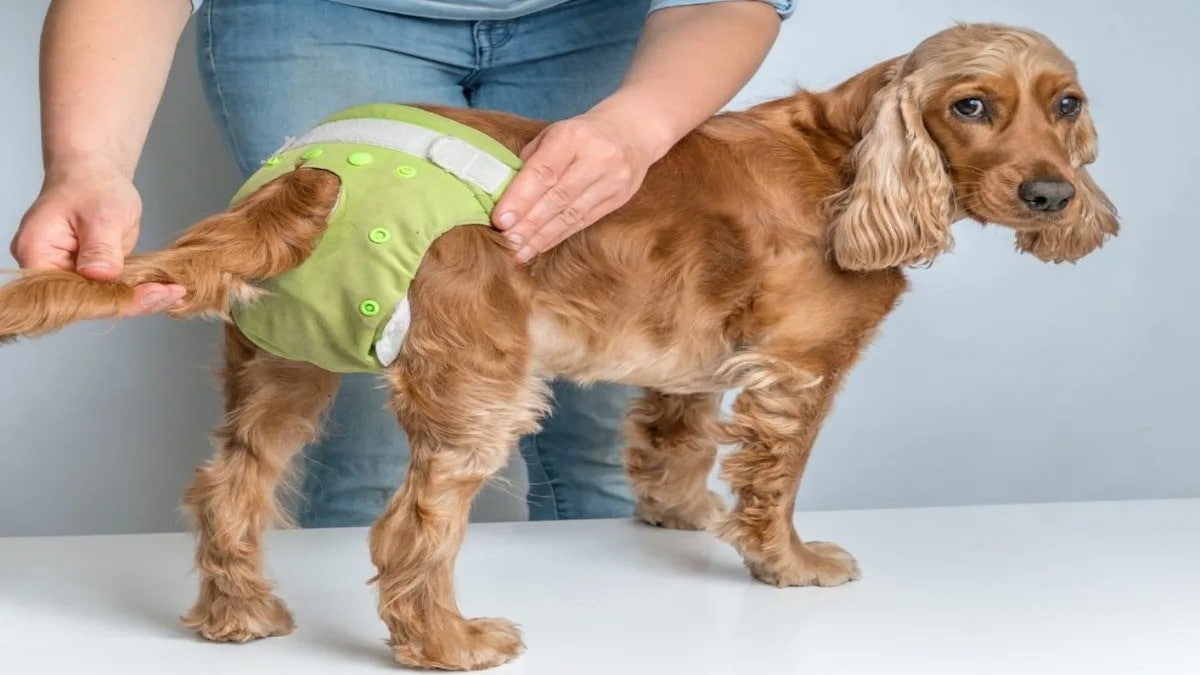 Tout savoir sur les chaleurs de votre chienne et les protections que vous pouvez lui mettre