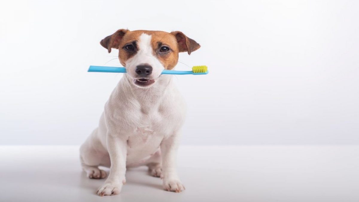 5 astuces pour nettoyer facilement et efficacement les dents de votre chien