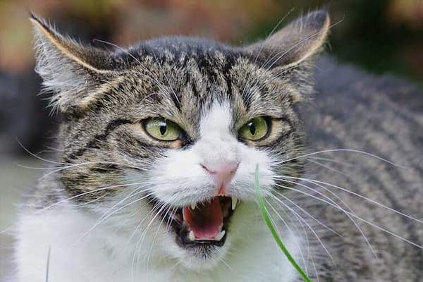 5 choses que les chats détestent chez les humains