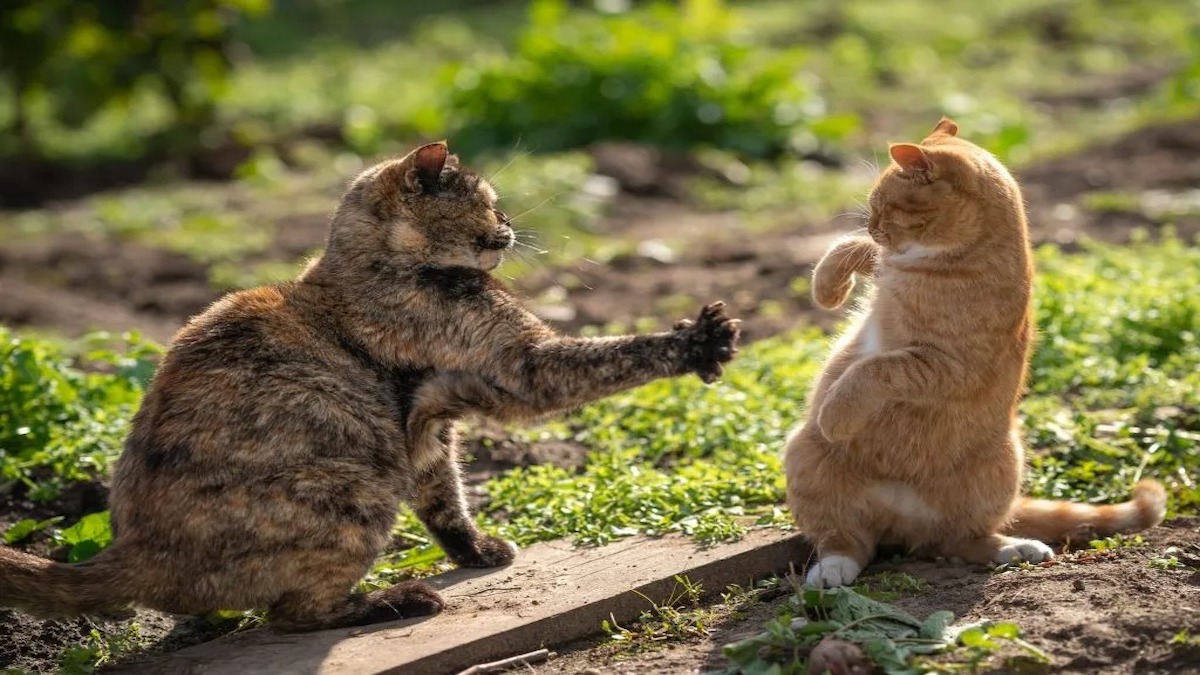 Vos chats jouent ou se battent ? Les experts révèlent la clé pour différencier ces comportements