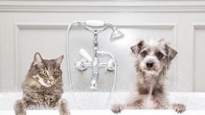 Les experts révèlent à quelle fréquence vous devez donner un bain à votre animal