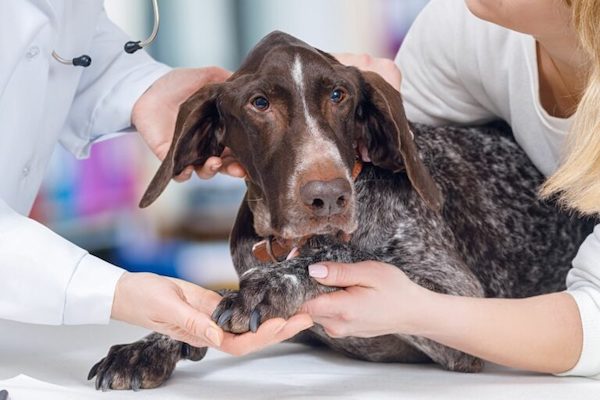 6 conseils pour aider votre chien à surmonter sa peur du vétérinaire