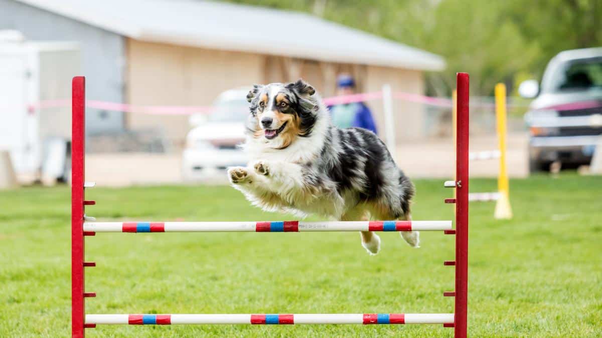 L’agilité : le défi physique et mental pour votre chien et ses avantages