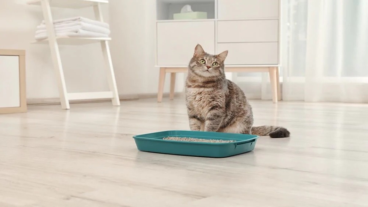 Pourquoi votre chat en dehors de la litière ? Les experts révèlent le mystère