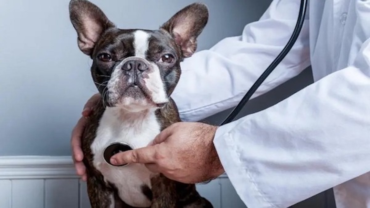 Les symptômes qui révèlent que votre chien souffre de la maladie des vers du coeur