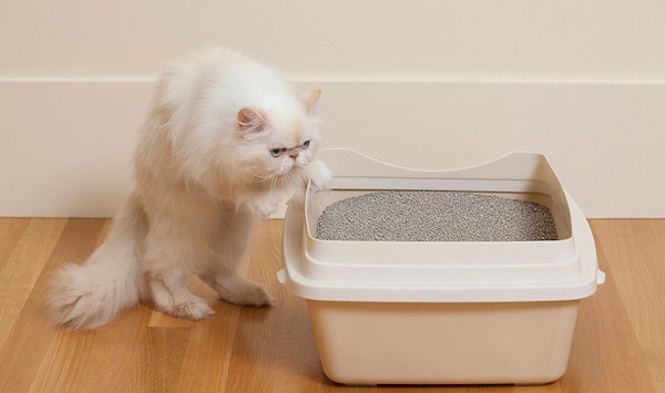 Pourquoi votre chat urine-t-il en dehors de la litière ? Les experts révèlent le mystère