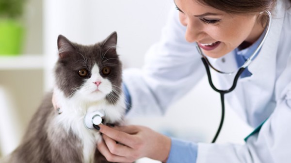 L’importance des contrôles vétérinaires pour prévenir les maladies de vos animaux de compagnie