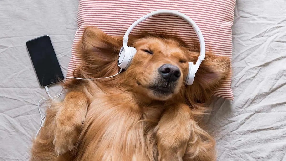 Les sons que votre chien adore entendre
