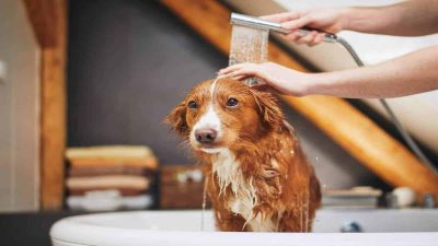 Les meilleurs conseils pour baigner facilement votre chien chez vous sans aucun stress ou peur